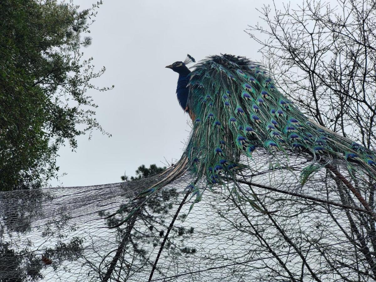 ホテル Il Giardino Dei Pavoni Soviore エクステリア 写真