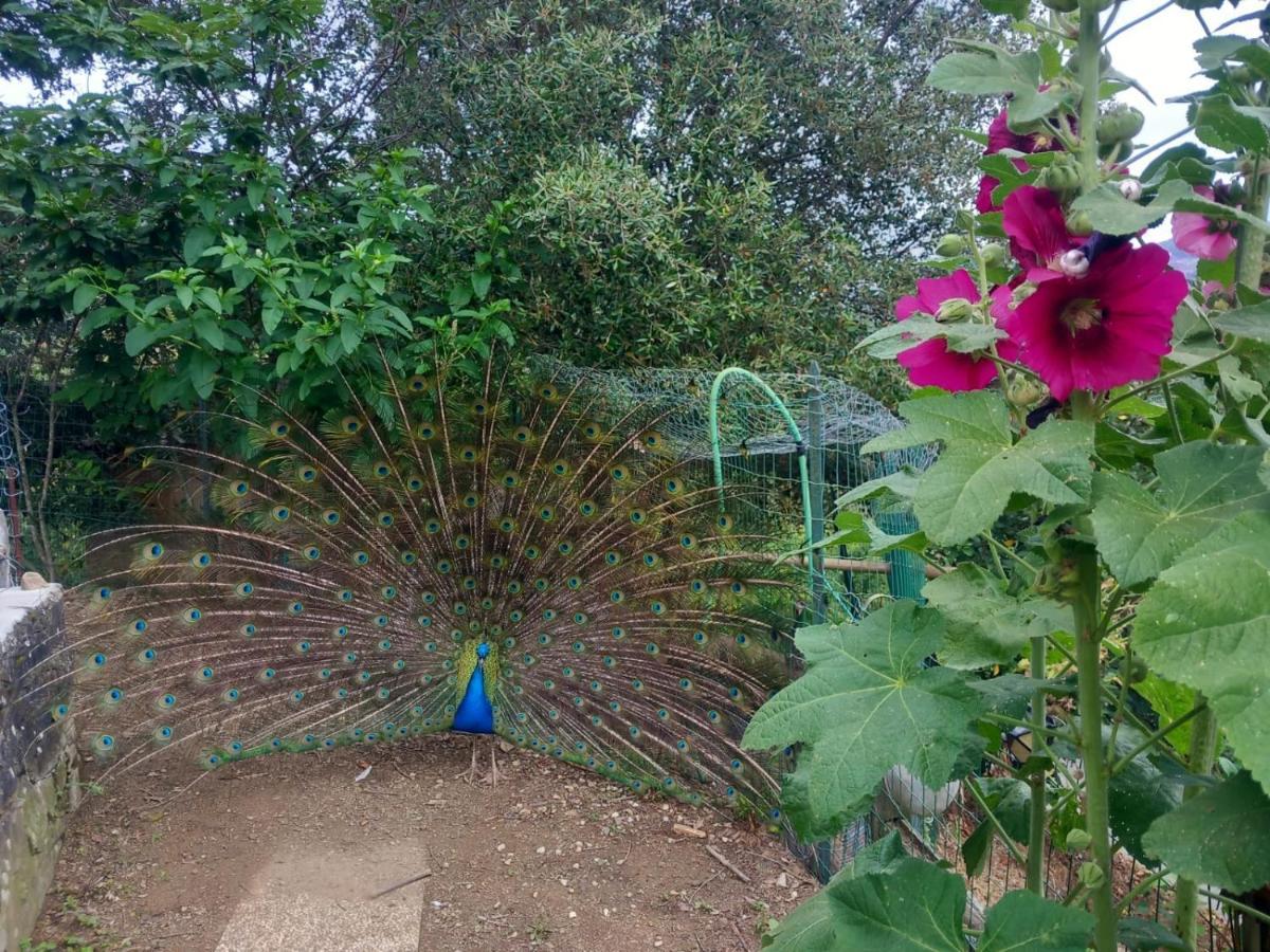 ホテル Il Giardino Dei Pavoni Soviore エクステリア 写真